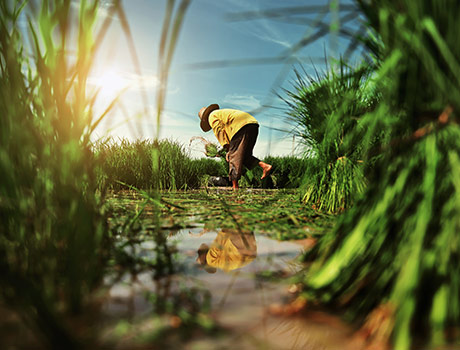 Home agriculture - Home